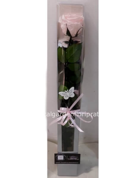 Rosa rosa stabilizzata gambo lungo