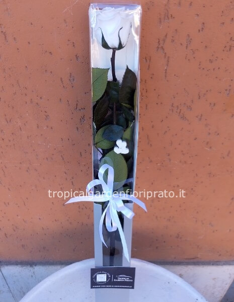 Rosa bianca xl stabilizzata gambo lungo con scatola