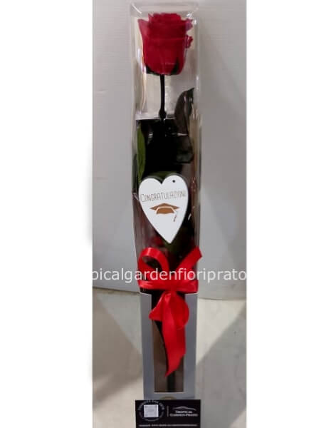 Rosa rossa stabilizzata per laurea con scatola