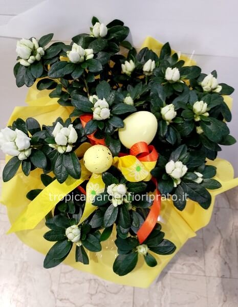Pianta azalea con uova pasquali 