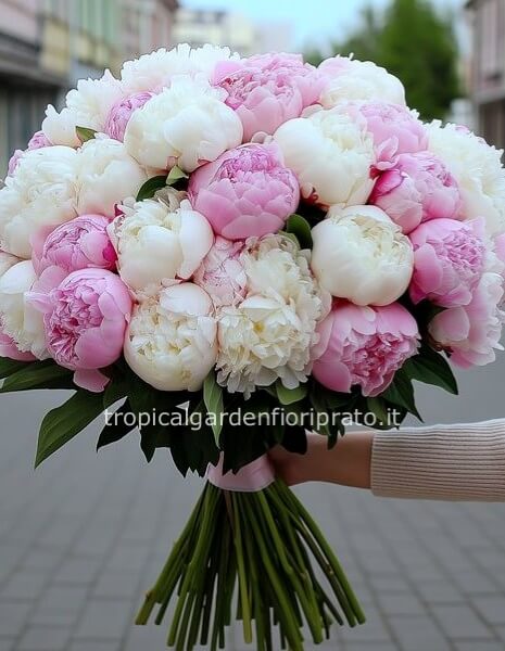 Mazzo di 50 peonie