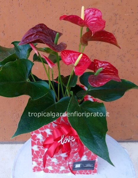 Pianta anthurium rosso con borsa a cuori