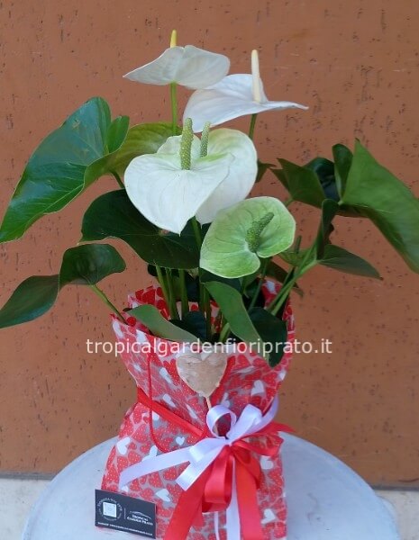 Pianta anthurium bianco con borsa a cuori altezza 55 cm
