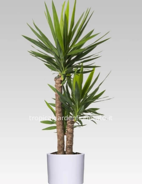 Pianta Yucca o tronco della felicità, altezza 85 cm