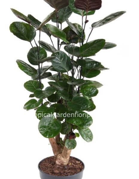 Pianta Polycias fabian altezza 90 cm