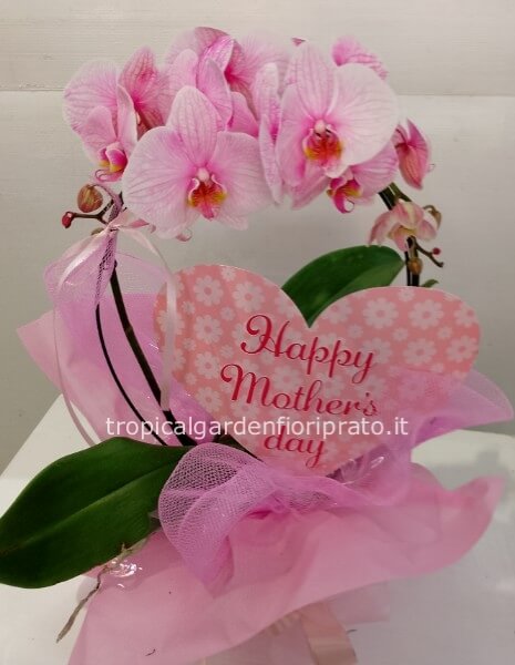 Orchidea Phaleno boog Festa dela Mamma