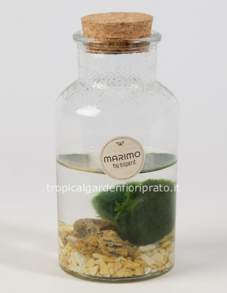 Alga palla Giapponese con una sfera