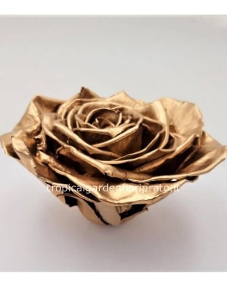 Rosa  oro  XXL stabilizzata con scatola bianca