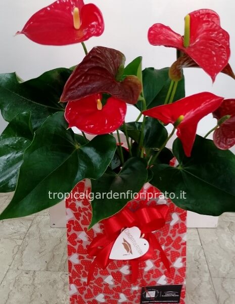 Pianta anthurium con borsa a cuor