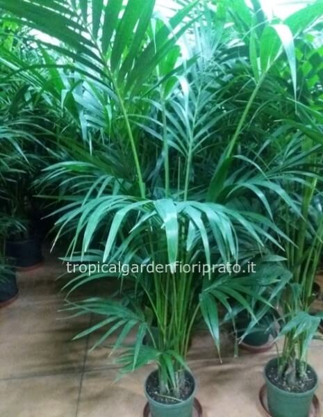 Pianta kentia grande 2,20 metri