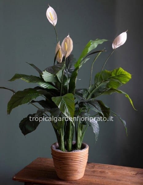 Pianta artificiale sphatiphilium