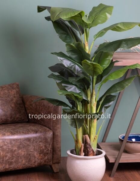 Pianta BANANO