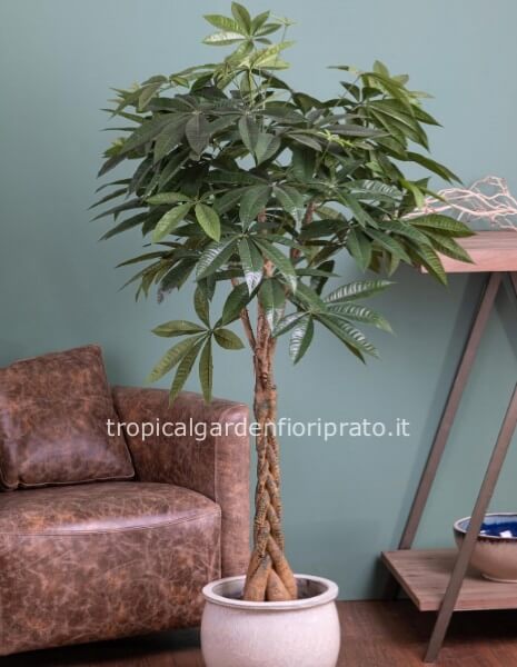 Pianta artificiale Pachira