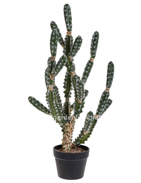 Pianta grassa CACTUS EUPHORBIA h 84 cm