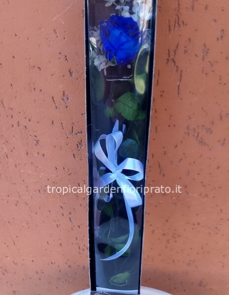 Rosa blu stabilizzata a gambo lungo