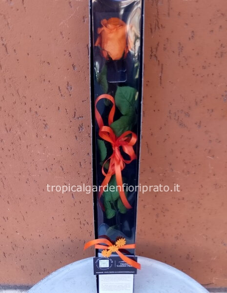 Rosa arancione stabilizzata a gambo lungo