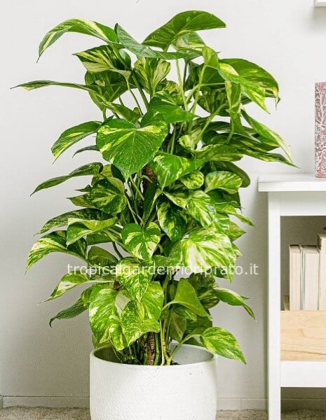 Pianta pothos con bastone