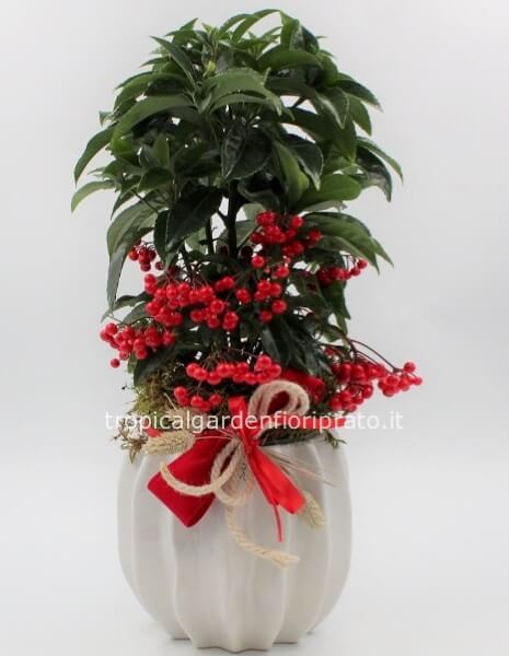 Pianta Ardisia