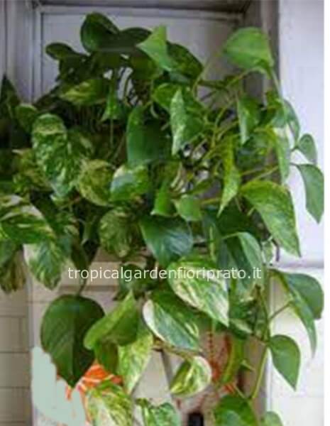 Pianta pathos ricadente 80 cm