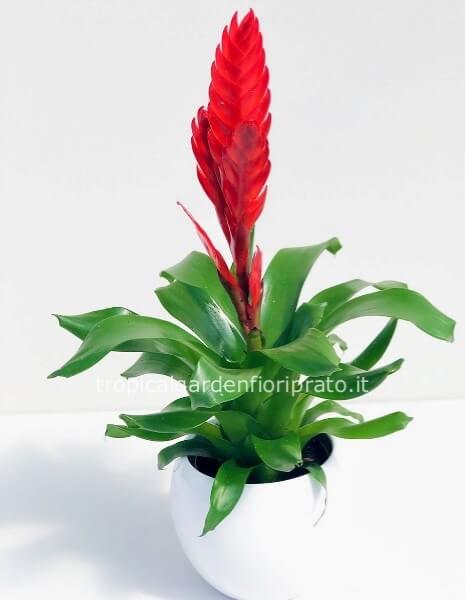 Pianta vrisea o bromelia altezza 27/30 cm