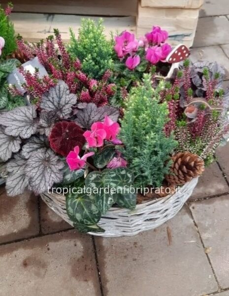 Composizione di piante da esterno 25 cm vaso plastica