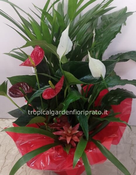 Composizione classica medio/grande di piante verdi e fiorite altezza 60 cm