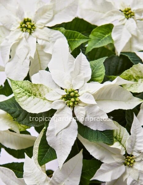 Stella di natale bianca