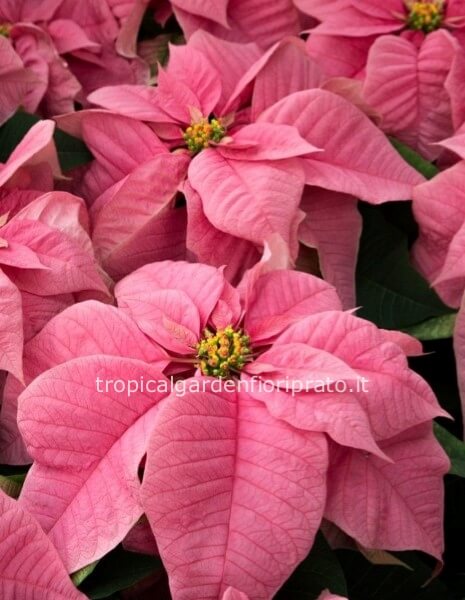 Stella di Natale diametro 40 cm, altezza 55 cm