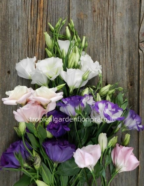 Bouquet  essenziale di lisianthus