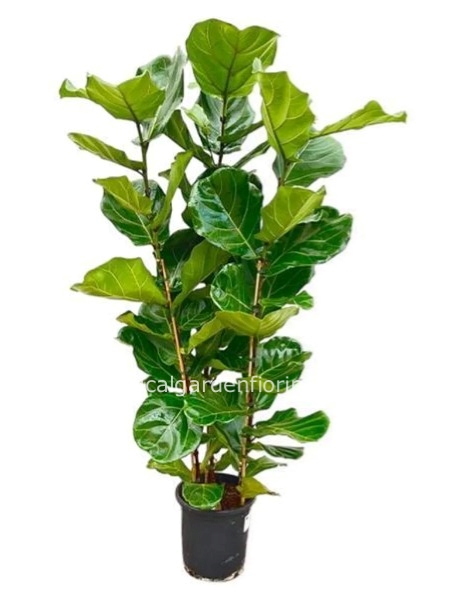 FICUS LIRATA tre piante diametro 30 cm  altezza 1,40 mt