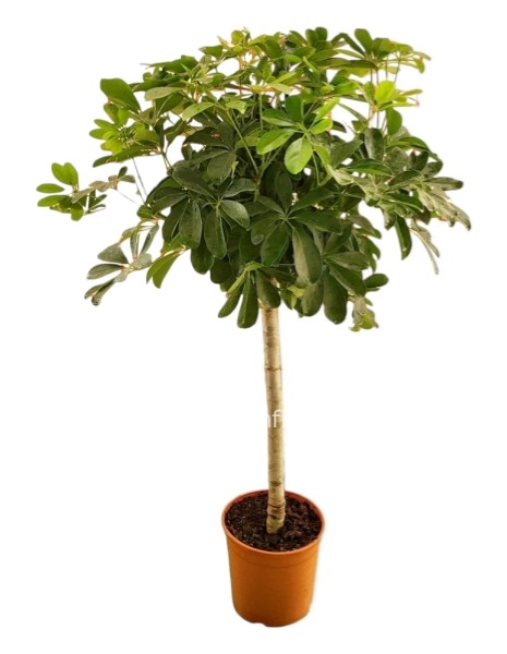 Pianta SCHEFFLERA INTRecciata alberello altezza 1,20 mt , diametro 24 cm
