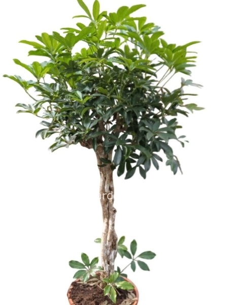 Pianta SCHEFFLERA INTRecciata alberello 1,20 mt, diametro 30 cm