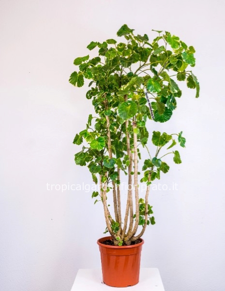 POLISCIAS BALFOURIANA altezza 145 cm