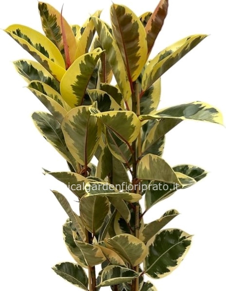 	 FICUS TINEKE tre piante altezza 110 cm, diametro vaso 30 cm