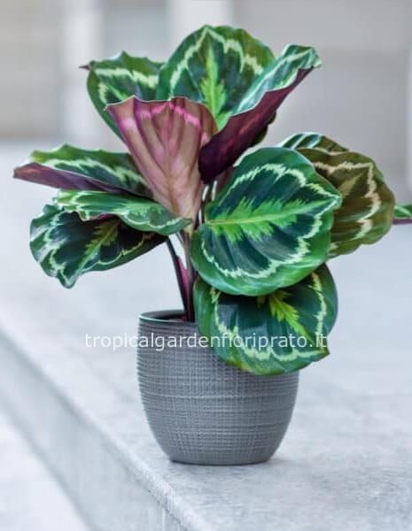 Pianta CALATHEA altezza 70 cm , larghezza 70 cm