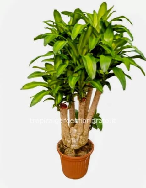 Dracena massangeana con tronco ramificato pianta madre alta 180 cm, diametro vaso 40 cm