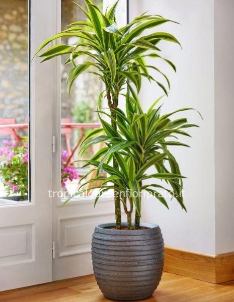 Pianta dracena deremensis