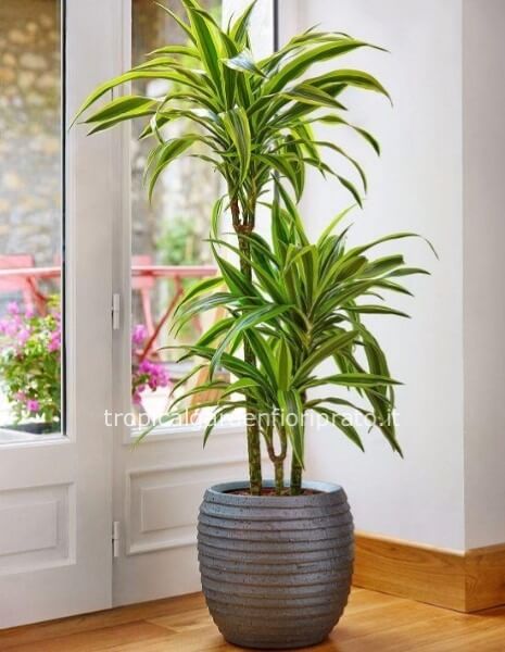 Pianta dracena deremensis