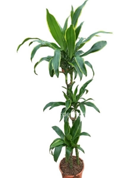 Pianta dracena janet a 3 rami 155 cm