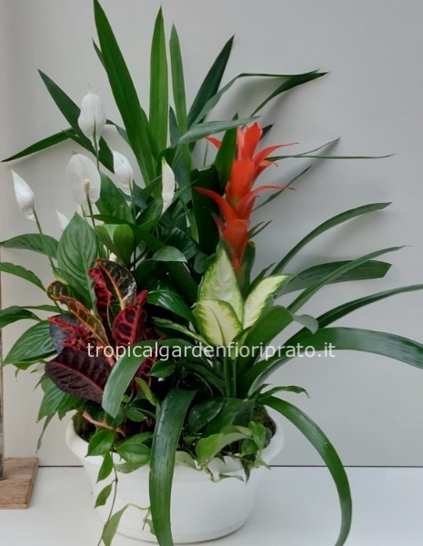 composizione in ciotola grande in pvc