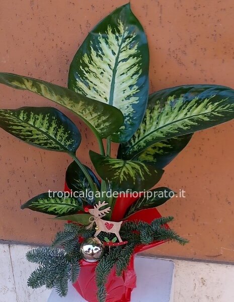 Pianta dieffenbachia natalizia