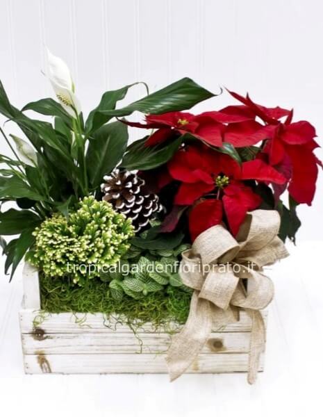 composizione essenziale piante con stella di Natale con vaso in pvc