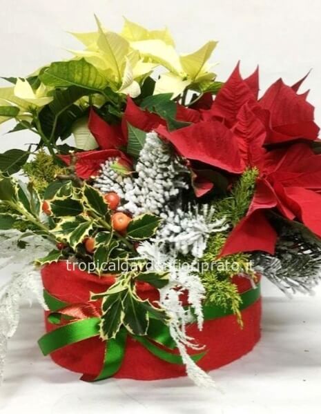 Composizione essenziale di stelle di Natale colorate con box e decori