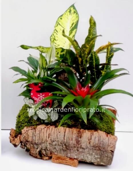 Composizione di piante con sughero