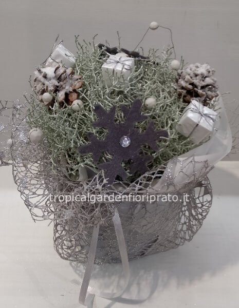 Pianta Leucophyta natalizia argento