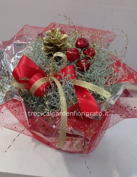 Pianta Leucophyta natalizia oro