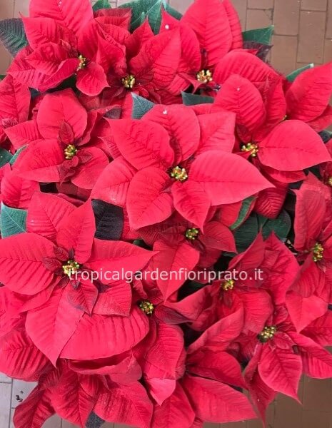 Pianta stella di Natale extra