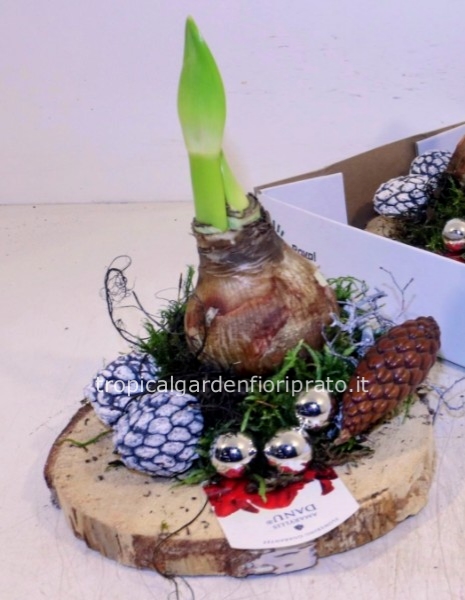 Composizione di buone feste con bulbo di amarillo