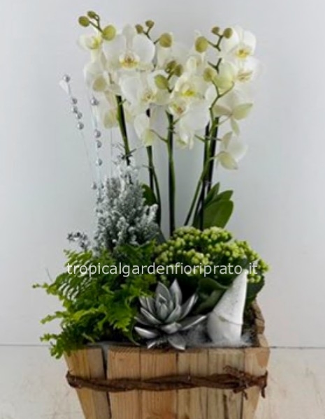 Composizioni di piante buone feste con orchidea a 4 steli   