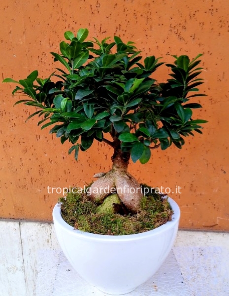 ficus ginseng grande con vaso ceramica